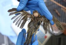 CPRH realiza o recolhimento de 246 pássaros no interior do estado