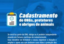 Prefeitura de Caruaru abre cadastramento para ONGs, abrigos e protetores de animais