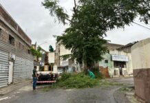 Secretaria de Sustentabilidade e Bem-Estar Animal de Caruaru irá retirar algumas árvores após avaliação técnica