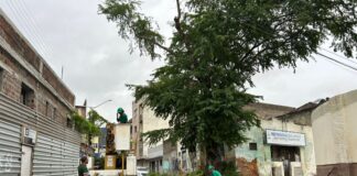Secretaria de Sustentabilidade e Bem-Estar Animal de Caruaru irá retirar algumas árvores após avaliação técnica