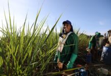 Com investimento de R$ 14,3 milhões, Governo do Estado realiza pagamento do benefício do Programa Chapéu de Palha para trabalhadores da cana-de-açúcar