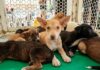 Caruaru promove evento “Meu Amigão” nos dias 08 e 09 para adoção consciente de pets