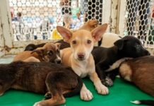Caruaru promove evento “Meu Amigão” nos dias 08 e 09 para adoção consciente de pets