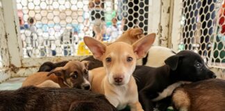 Caruaru promove evento “Meu Amigão” nos dias 08 e 09 para adoção consciente de pets